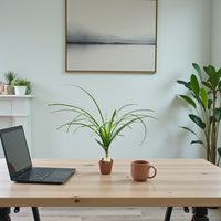 Beaucarnea recurvata-Ponytail Palm