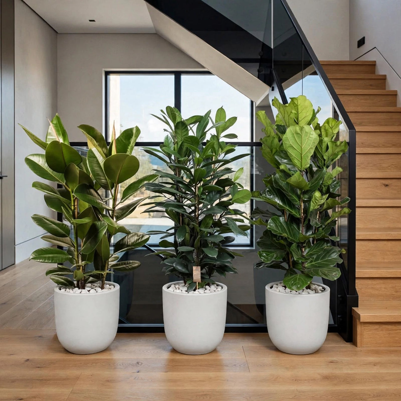 Ficus Indoor Plant Bundle – Rubber Plant, Cyathistipula & Fiddle Leaf Fig in Ceramic Pot