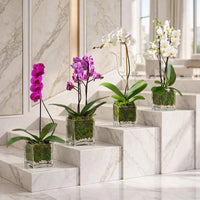 Sweet Blush Mini Orchids - Single & Double Stem in Square Glass Vase