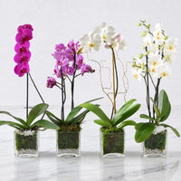 Sweet Blush Mini Orchids - Single & Double Stem in Square Glass Vase