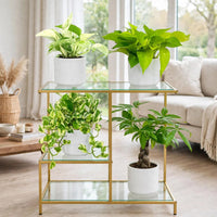 Money Magnet Bundle – Marble Pothos, Neon Pothos, N’Joy Pothos & Pachira Tree in Ceramic Pot