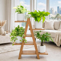 Money Magnet Bundle – Marble Pothos, Neon Pothos, N’Joy Pothos & Pachira Tree in Ceramic Pot