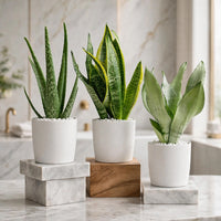 Air Purifying Plant Bundle – Aloe Vera, Mini Snake Plant & Silver Snake Plant