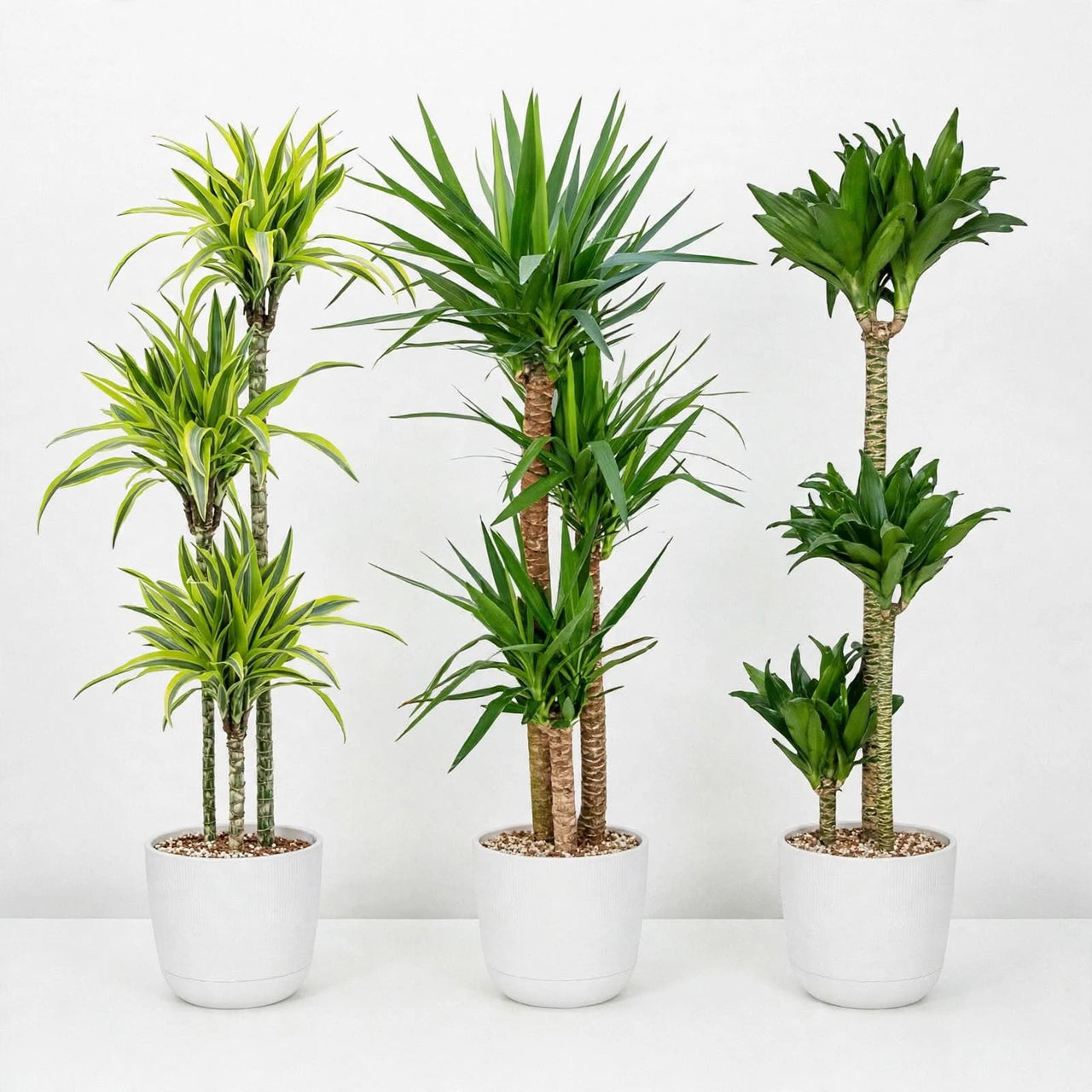 Triple Green Tower Bundle-Spineless Yucca, Dracaena Lemon Lime & Compacta