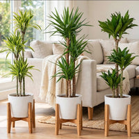 Triple Green Tower Bundle-Spineless Yucca, Dracaena Lemon Lime & Compacta