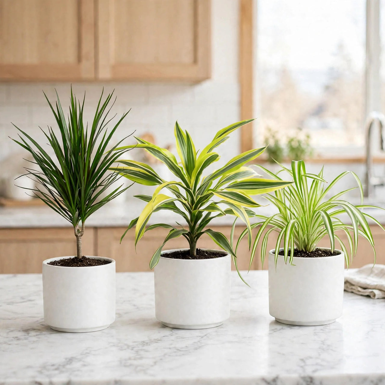 Clean Air Trio – Dracaena Marginata, Lemon Lime & Spider Plant