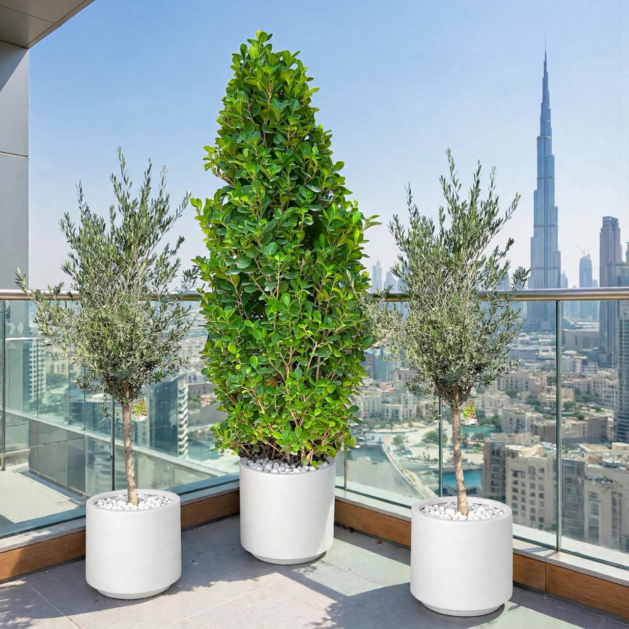 Classy Balcony Trio-Ficus Cone Centerpiece with Olive Trees