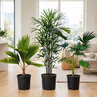 Designer Indoor Palm Trio- Rhapis, Livistona & Fiji Palm
