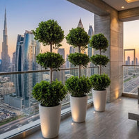 The 3-Tier Topiary Trio - 3x Ficus Panda 3-Head