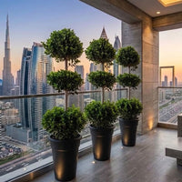 The 3-Tier Topiary Trio - 3x Ficus Panda 3-Head