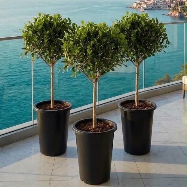 Minimalist Ficus Bundle - 3x Ficus panda Single-Head