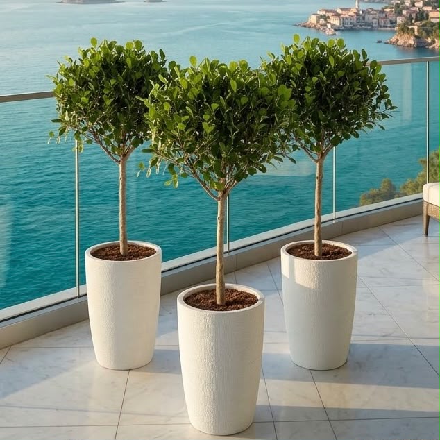 Minimalist Ficus Bundle - 3x Ficus panda Single-Head