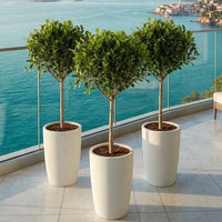 Minimalist Ficus Bundle - 3x Ficus panda Single-Head