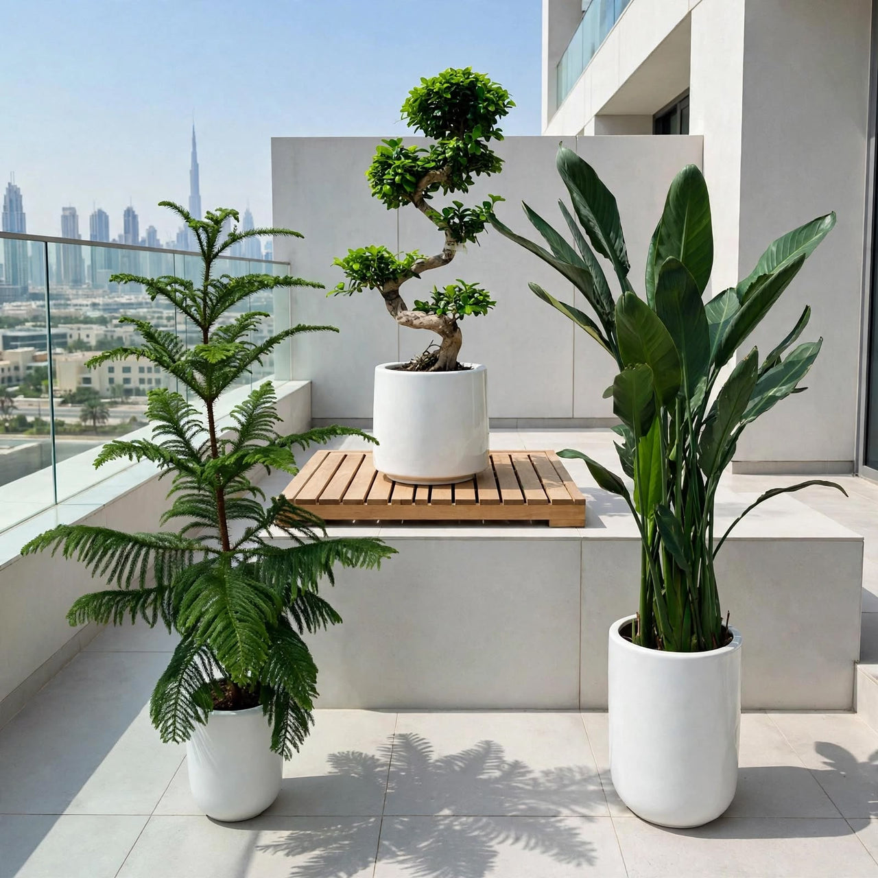 Modern Terrace Plant Bundle - Ornamental Plants | Araucaria + Ficus Bonsai + Strelitzia