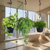 Low-Light Bathroom Bundle - Syngonium, Boston Fern, Asparagus Fern
