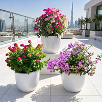 Tricolor Bougainvillea Bundle | Pink Pixie, Glabra & Alexandra   - Outdoor Terrace Plants