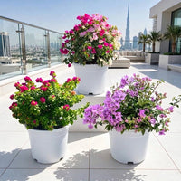 Tricolor Bougainvillea Bundle | Pink Pixie, Glabra & Alexandra   - Outdoor Terrace Plants