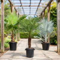 Ultimate Outdoor Palms Set - Washingtonia, Phoenix Palm & Bismarckia Nobilis