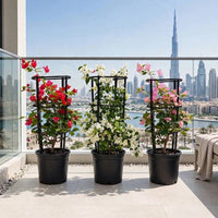 Bougainvillea 4-Sticks Trio - Red, White & Pink 60-80cm - Outdoor Flowering Climber