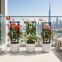 Bougainvillea 4-Sticks Trio - Red, White & Pink 60-80cm - Outdoor Flowering Climber
