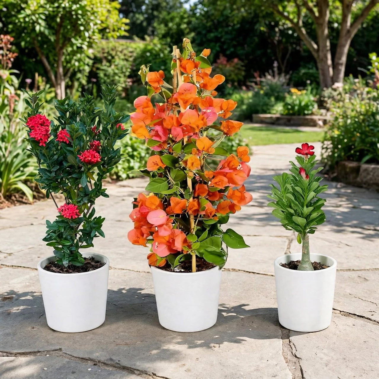 Outdoor Flowering Trio - Ixora, Bougainvillea & Desert Rose Adenium - Sun Loving Blooms