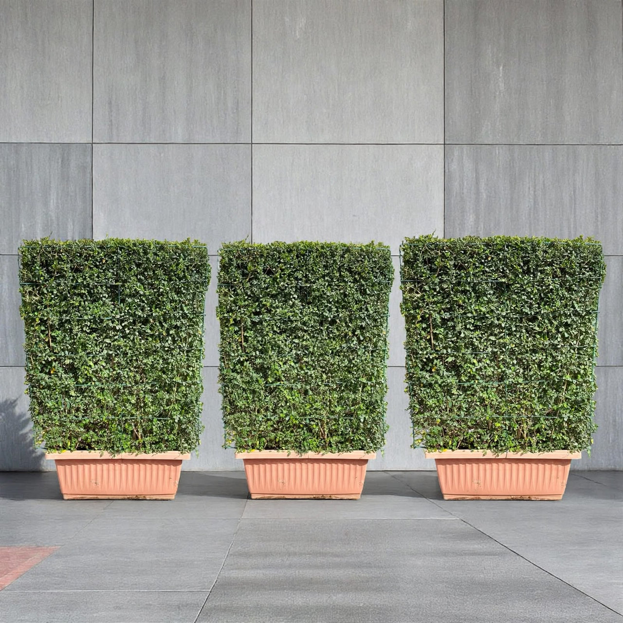 Outdoor Privacy Fence Hedge - x3 Ehretia Microphylla Hedge 1 x 1 m
