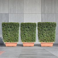 Outdoor Privacy Fence Hedge - x3 Ehretia Microphylla Hedge 1 x 1 m