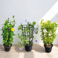 Flowering Climbers Trio - Allamanda Cathartica, Ipomea Pes-caprae, Mandevilla Splendens