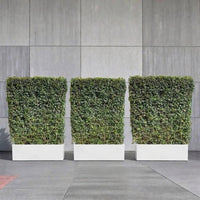 Outdoor Privacy Fence Hedge - x3 Ehretia Microphylla Hedge 1 x 1 m