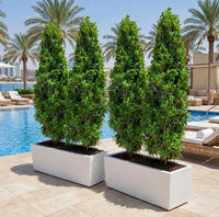 Ficus Cone Topiary Bundle GRP Pot | UAE Outdoor Entrance & Poolside Decor | Set of 2