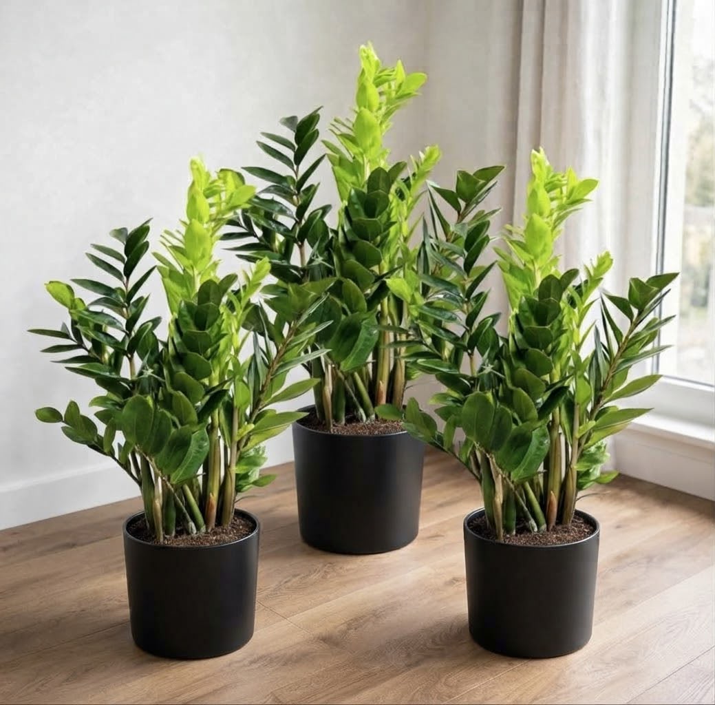 Modern Green Statement | ZZ-Zamioculcas Plant Bundle 80–100cm