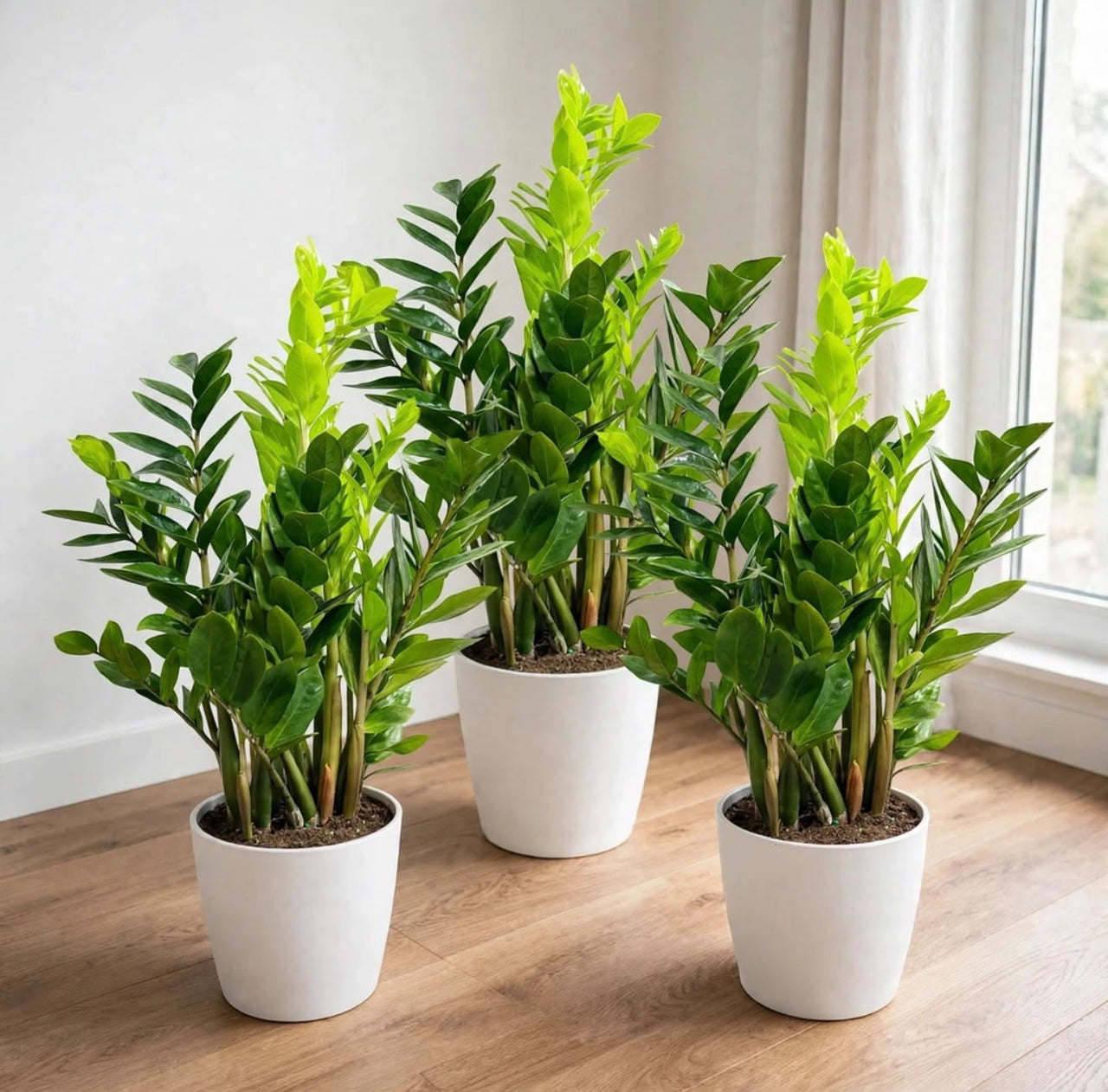 Modern Green Statement | ZZ-Zamioculcas Plant Bundle 80–100cm