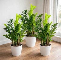 Modern Green Statement | ZZ-Zamioculcas Plant Bundle 80–100cm