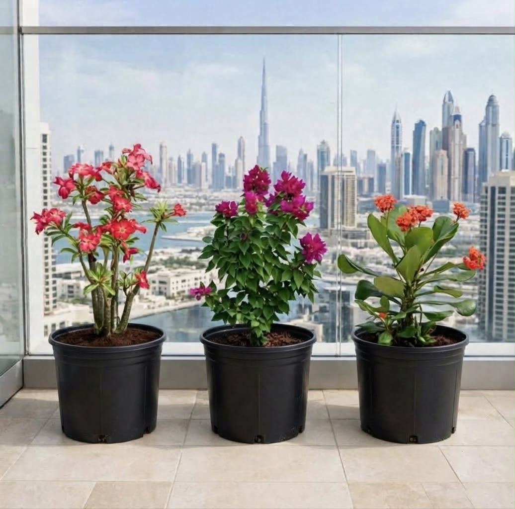 Desert Bloom Trio – Desert Rose, Bougainvillea Pixie & Euphorbia Millii | 30-40cm