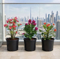 Desert Bloom Trio – Desert Rose, Bougainvillea Pixie & Euphorbia Millii | 30-40cm