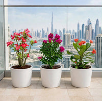 Desert Bloom Trio – Desert Rose, Bougainvillea Pixie & Euphorbia Millii | 30-40cm