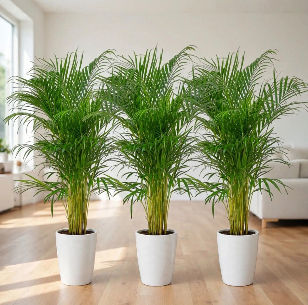 Tropical Green Glow | x3 Areca Palm (Chrysalidocarpus Lutescens) 80–100cm - Holland