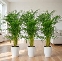 Tropical Green Glow | x3 Areca Palm (Chrysalidocarpus Lutescens) 80–100cm - Holland