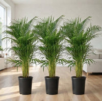 Tropical Green Glow | x3 Areca Palm (Chrysalidocarpus Lutescens) 80–100cm - Holland