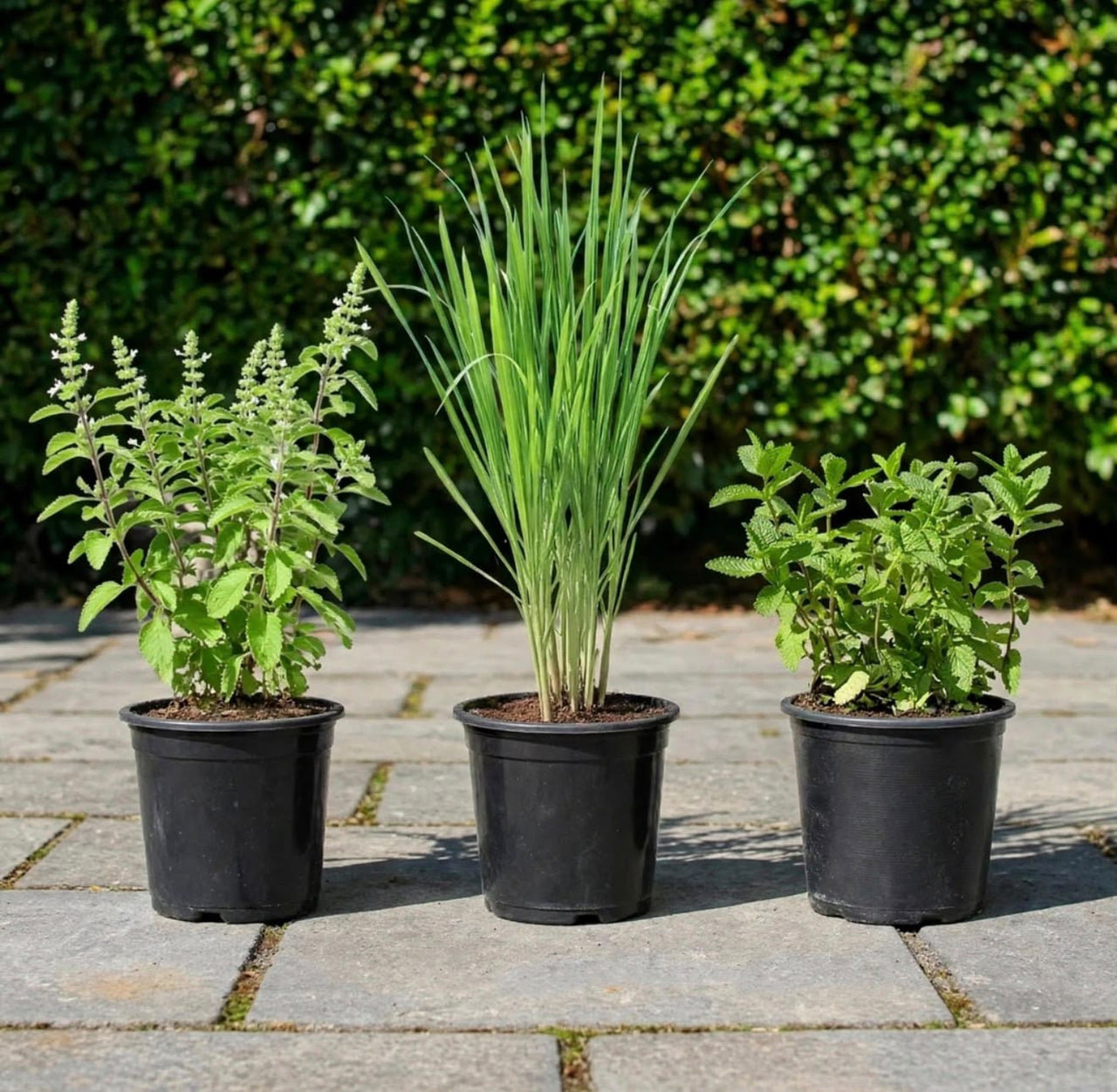 The Mosquito Shield Bundle — 3x Natural Repellant Plants | Holy Basil + Lemongrass + Mint