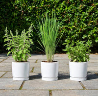 The Mosquito Shield Bundle — 3x Natural Repellant Plants | Holy Basil + Lemongrass + Mint