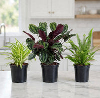 Pet-Safe Plant Set of 3 – Spider Plant, Calathea & Boston Fern | Non-Toxic Indoor Plants for Cats & Dogs UAE