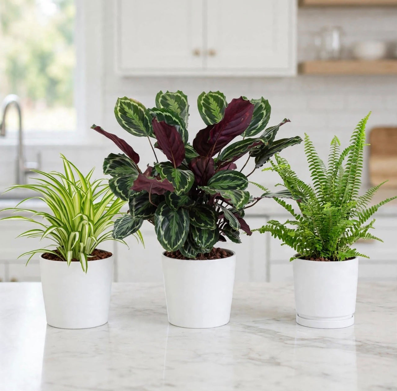 Pet-Safe Plant Set of 3 – Spider Plant, Calathea & Boston Fern | Non-Toxic Indoor Plants for Cats & Dogs UAE
