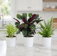 Pet-Safe Plant Set of 3 – Spider Plant, Calathea & Boston Fern | Non-Toxic Indoor Plants for Cats & Dogs UAE