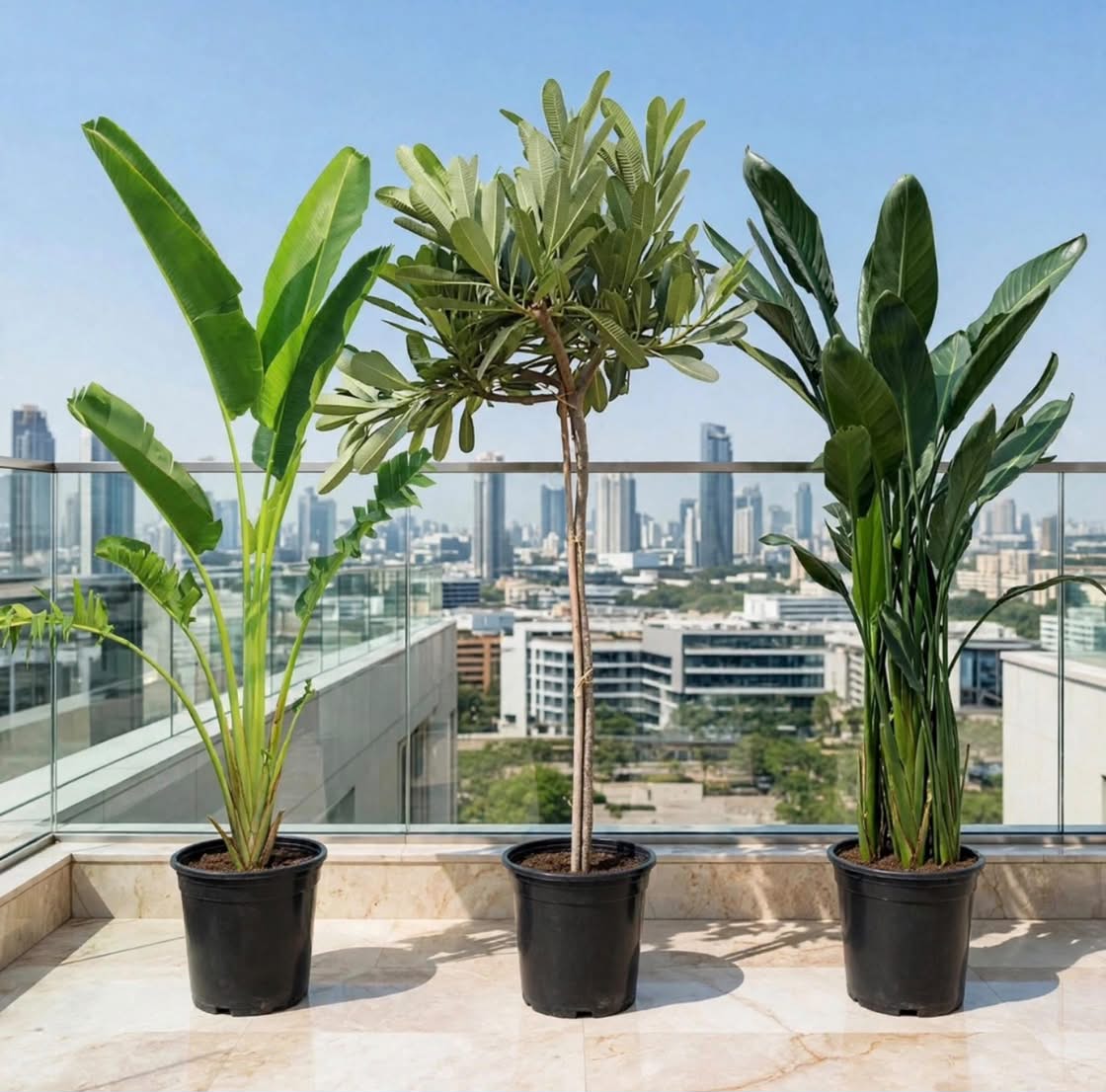 Tropical Paradise Bundle – Traveller's Palm + Plumeria Obtusa + Streletzia Reginae | 1 -1.2m
