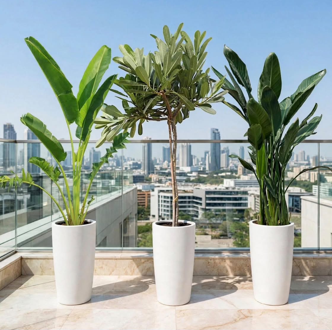 Tropical Paradise Bundle – Traveller's Palm + Plumeria Obtusa + Streletzia Reginae | 1 -1.2m