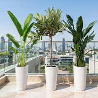 Tropical Paradise Bundle – Traveller's Palm + Plumeria Obtusa + Streletzia Reginae | 1 -1.2m