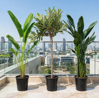 Tropical Paradise Bundle – Traveller's Palm + Plumeria Obtusa + Streletzia Reginae | 1 -1.2m