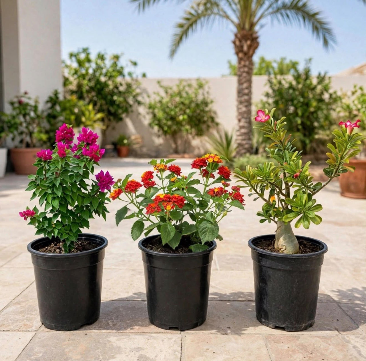 UAE Sun-Loving Bundle – Bougainvillea Pink Pixie + Lantana Camara + Desert Rose (Adenium Obesum) | 30-40cm