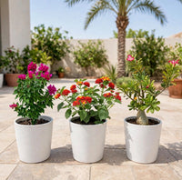 UAE Sun-Loving Bundle – Bougainvillea Pink Pixie + Lantana Camara + Desert Rose (Adenium Obesum) | 30-40cm